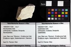 Foto (Objket + Etiketten) von Mundopsidae indet. 